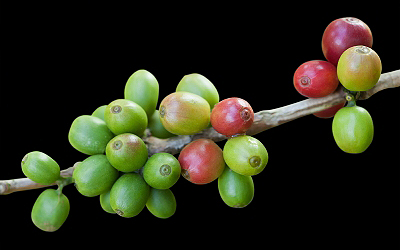 Coffee Berries